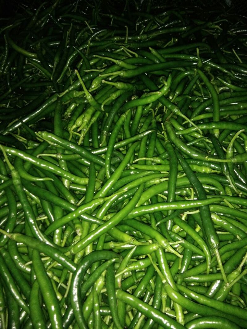 鲜辣椒10~15厘米青中辣