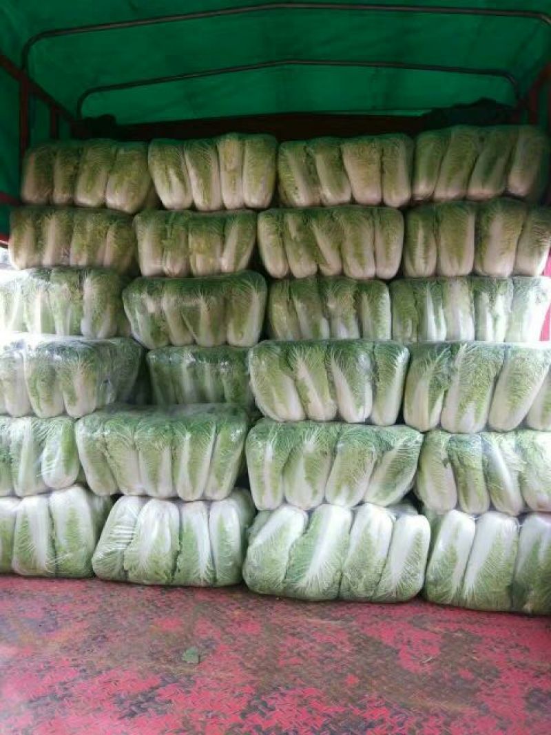 北京三号大白菜大量供应，价格低质量好