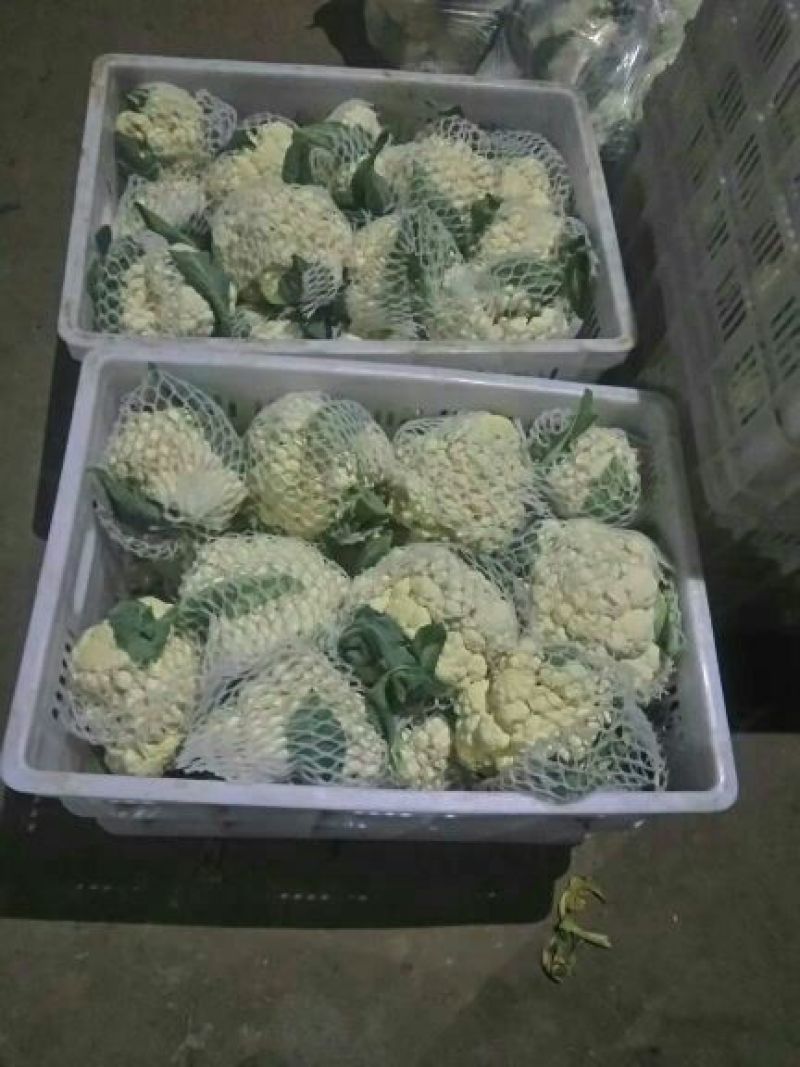 白花菜散装