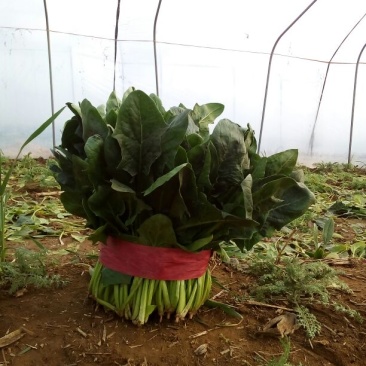 大叶菠菜