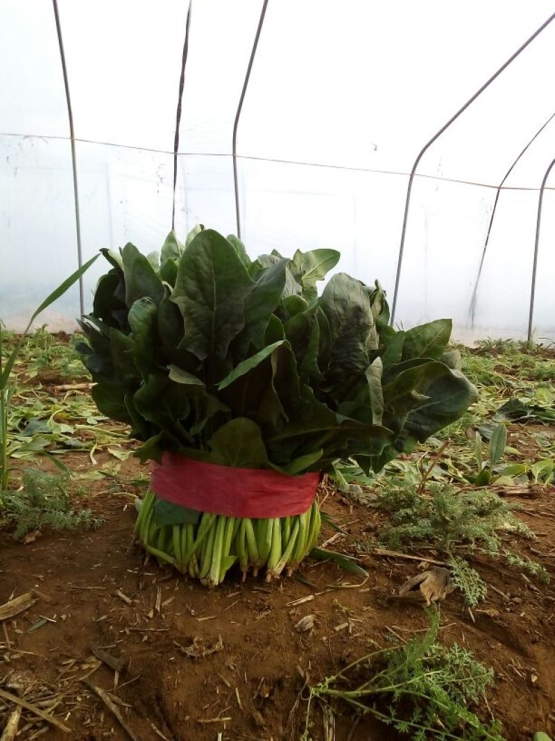 大叶菠菜