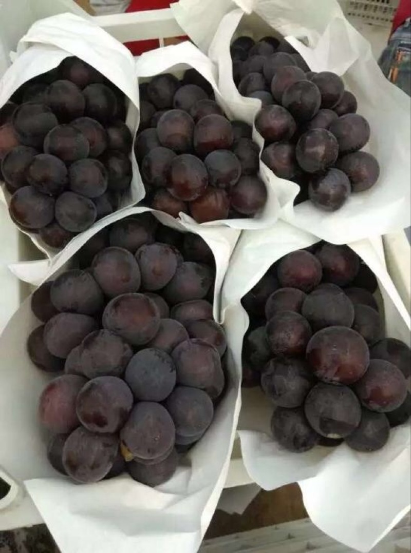 河北衡水饶阳乒乓球葡萄产区直销，一次合作终身朋友，信誉第