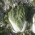 青杂三号白菜4~6斤净菜