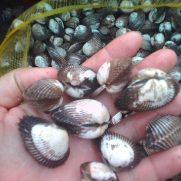 毛螺红螺食用鲜活10~30只/kg