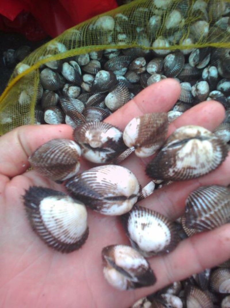 毛螺红螺食用鲜活10~30只/kg