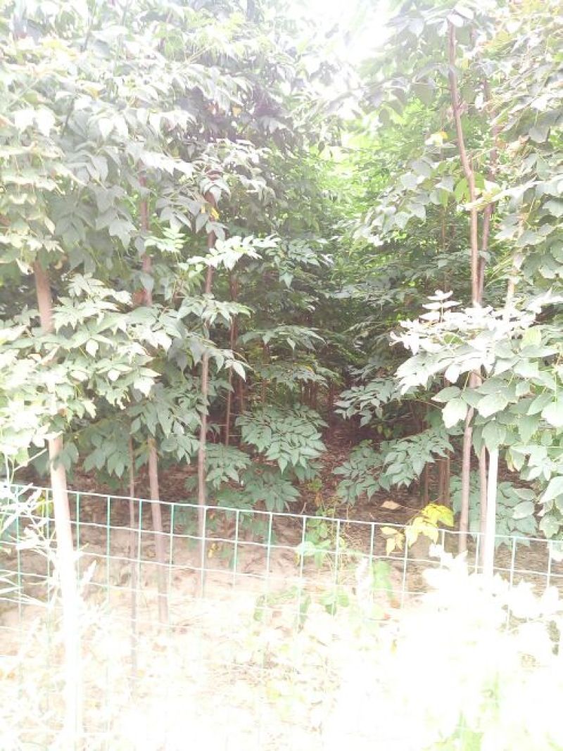 黄山栾树4~6cm4cm以下3~3.5米