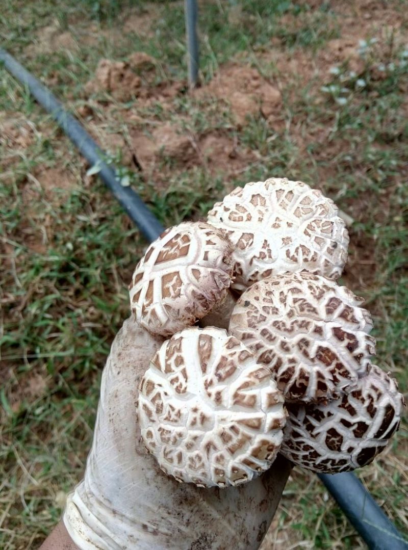 808香菇3cm以上