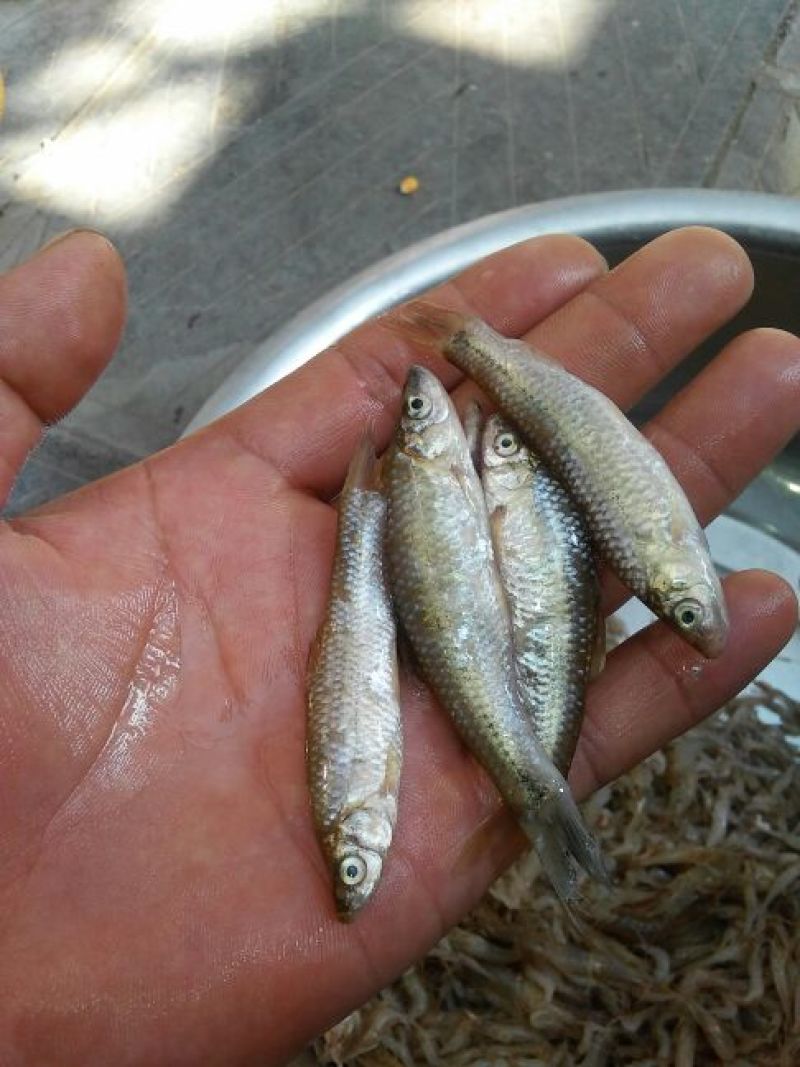 河虾冰鲜虾26~30只/kg