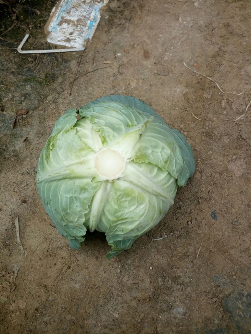 绿甘蓝高原蔬菜1~2公斤