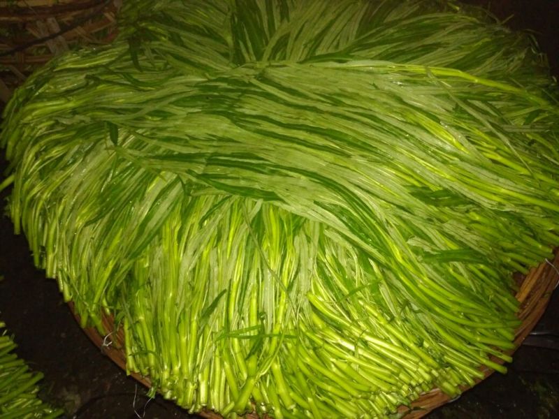 竹叶空心菜20~30厘米