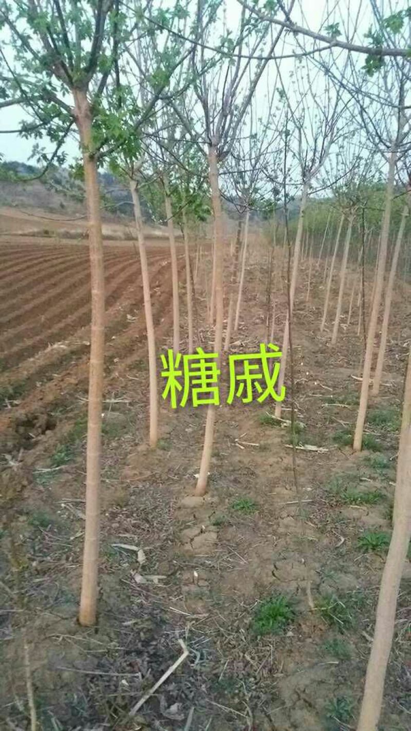 连翘苗30~40cm