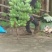 粉蕉九成熟
