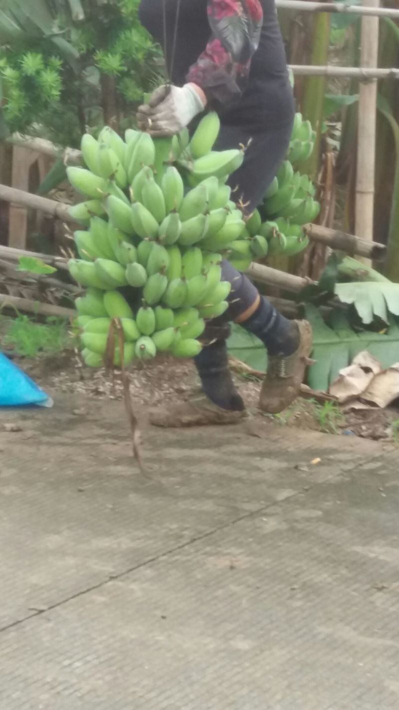 粉蕉九成熟