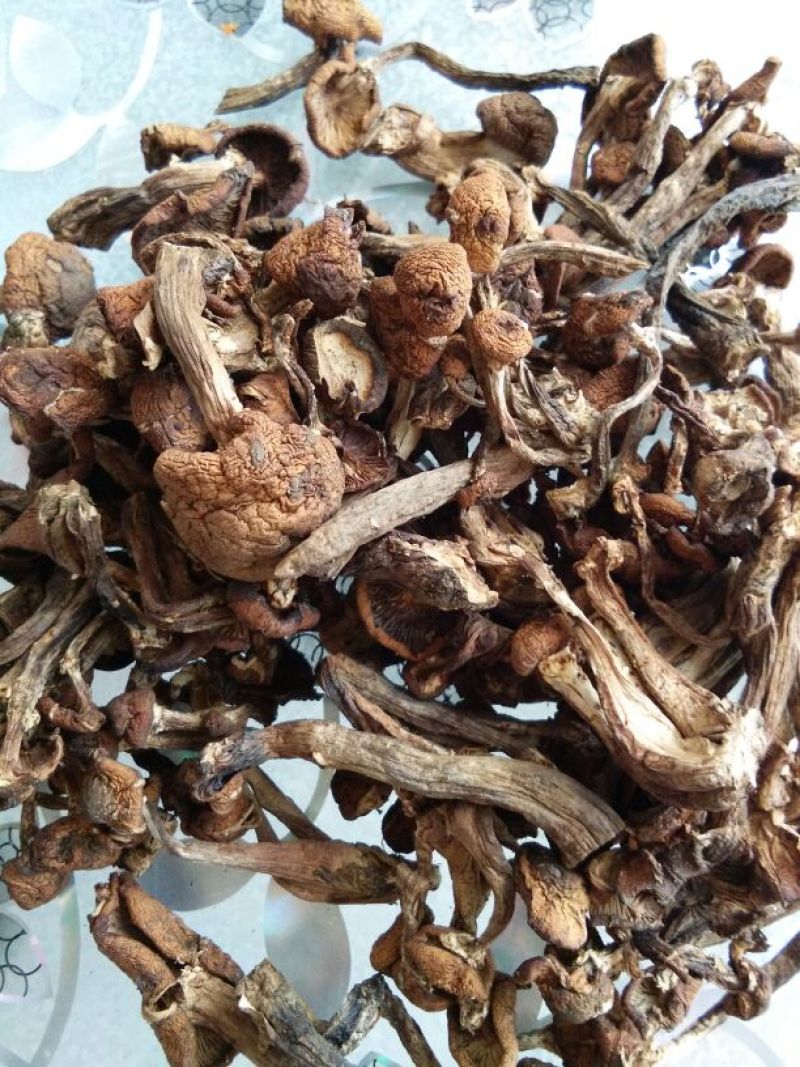 树秋菌一级