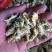 药用菊花散装