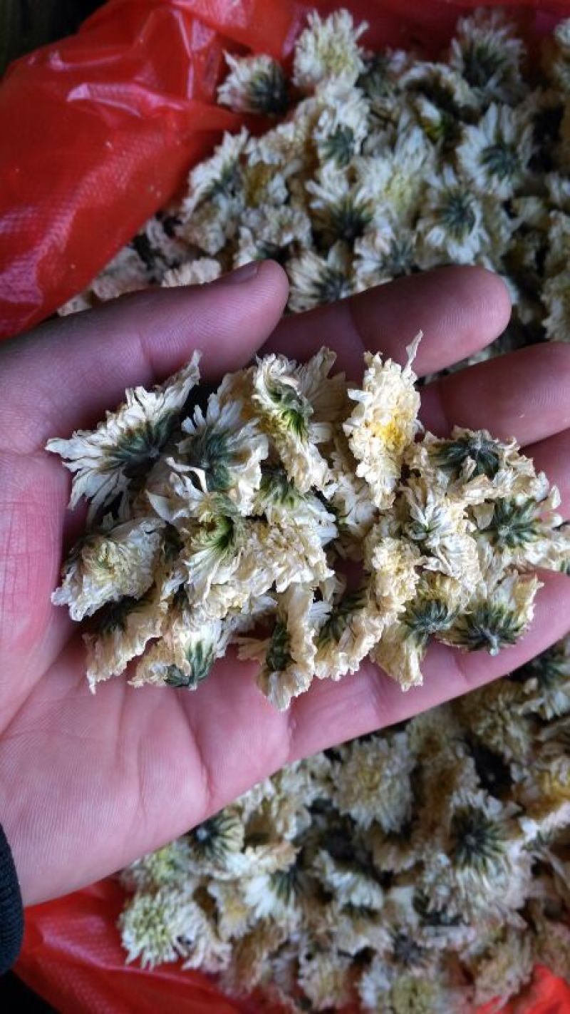 药用菊花散装