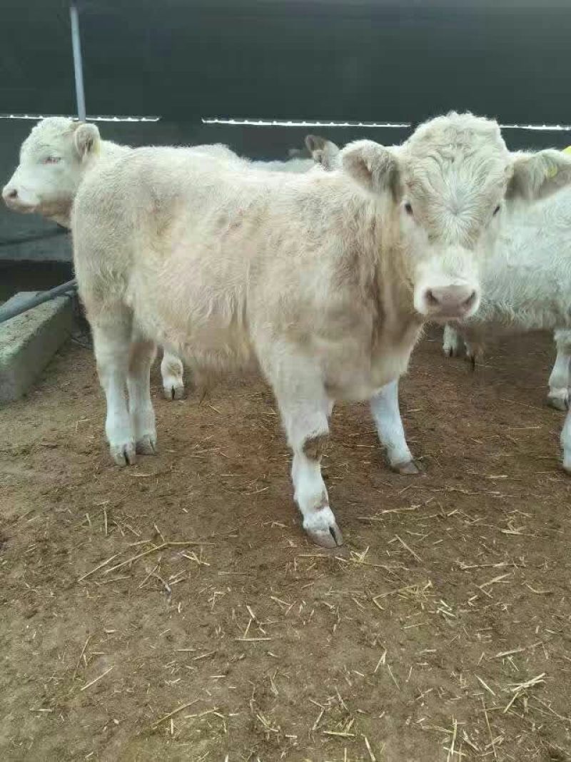 夏洛莱牛犊200~300kg