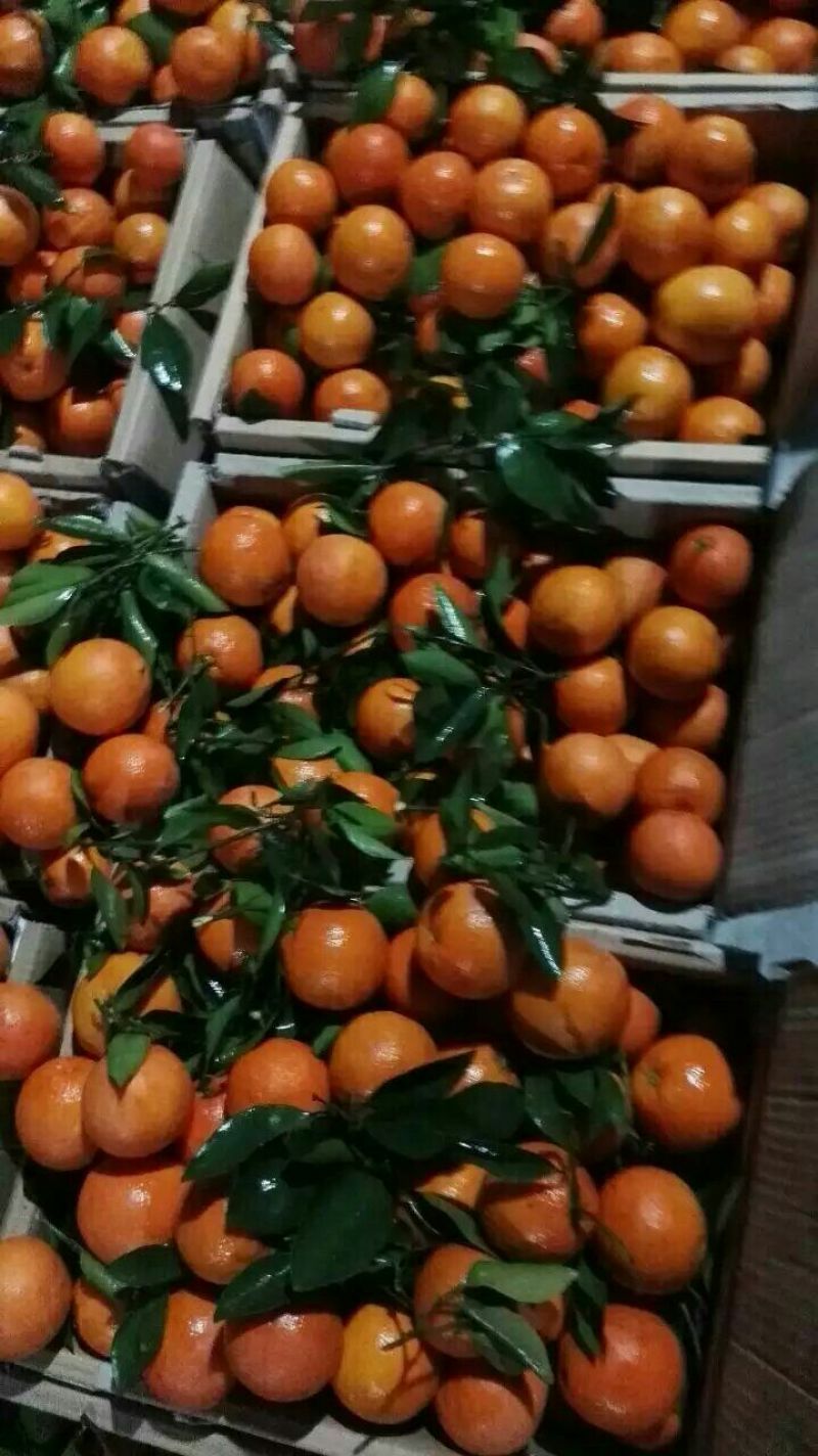 秭归精品夏橙/产地直发/量大从优/货真价实/一手货源