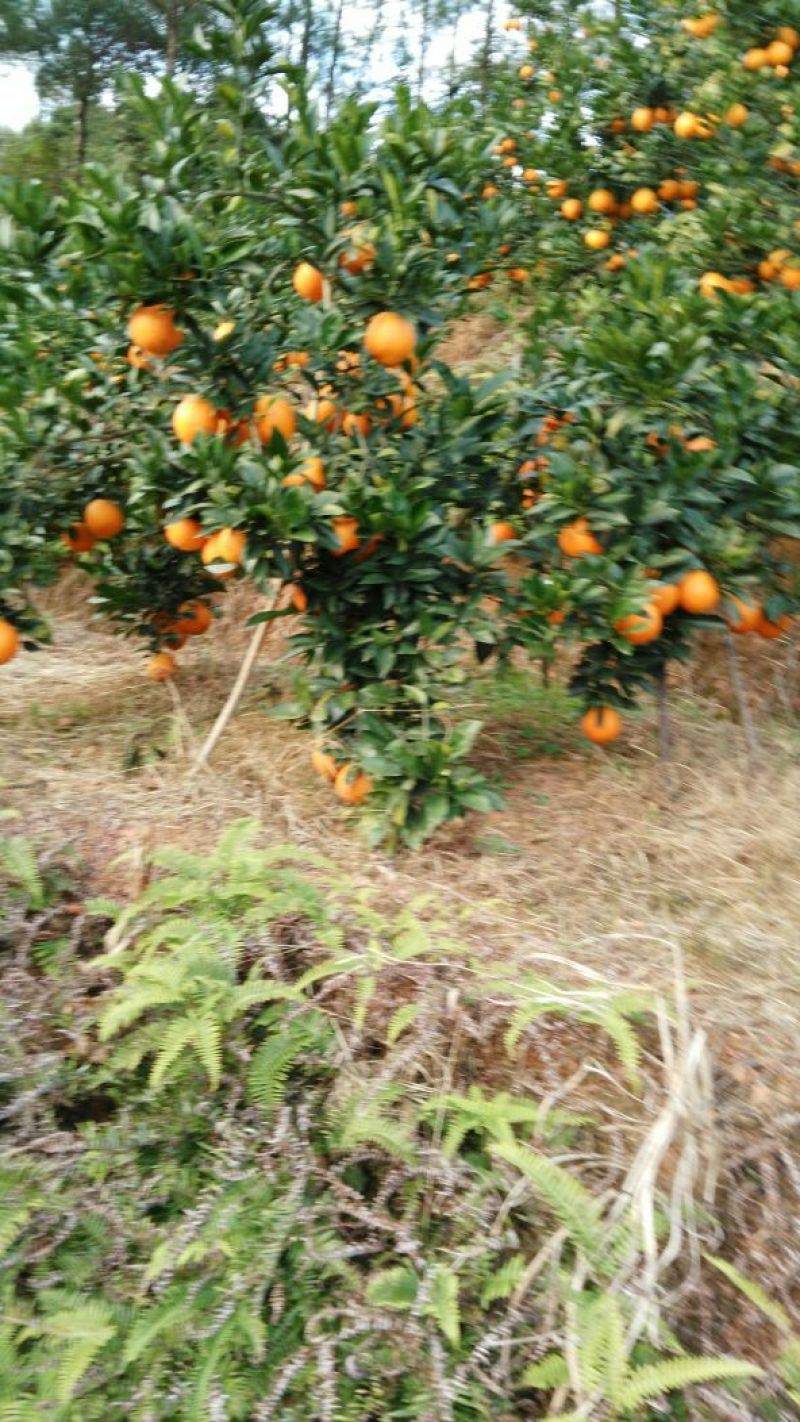 赣南脐橙