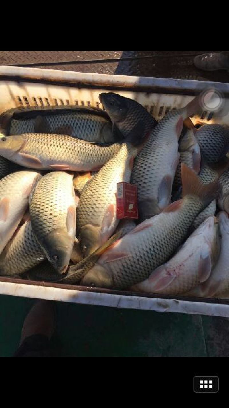 鲤鱼食用1~2公斤