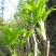山野菜