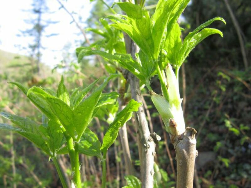 山野菜