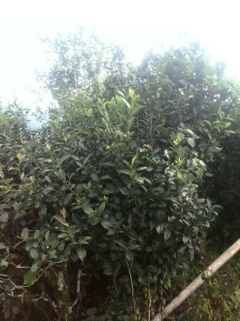 百年大树茶三级
