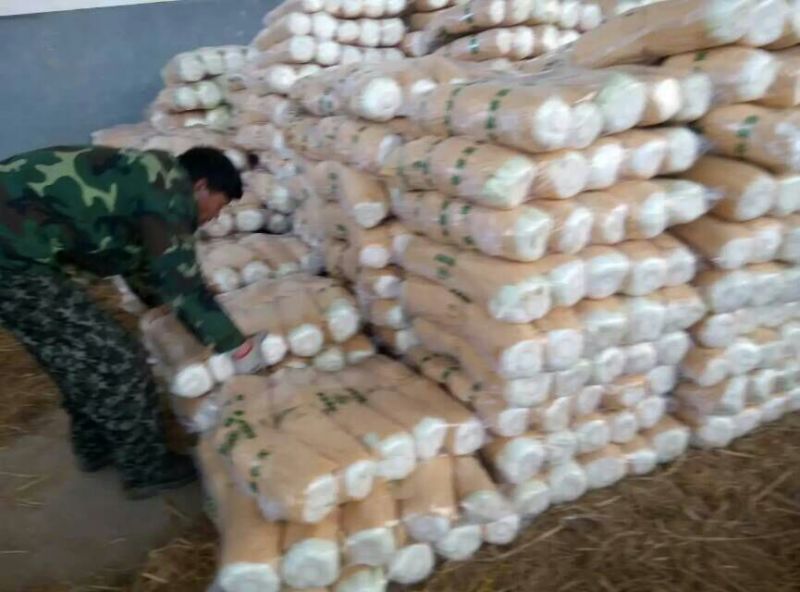 山东肥城精品大白菜北京新三号白菜产地直发一手货源