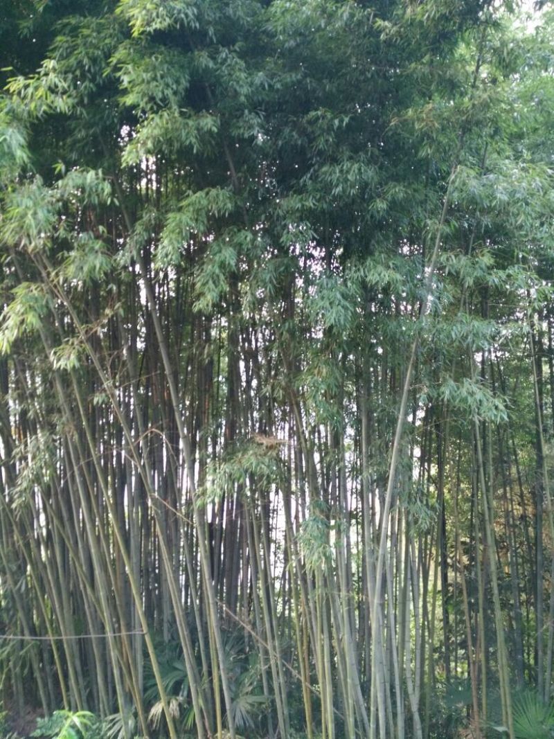竹子17~18m