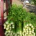 芹菜60cm以上