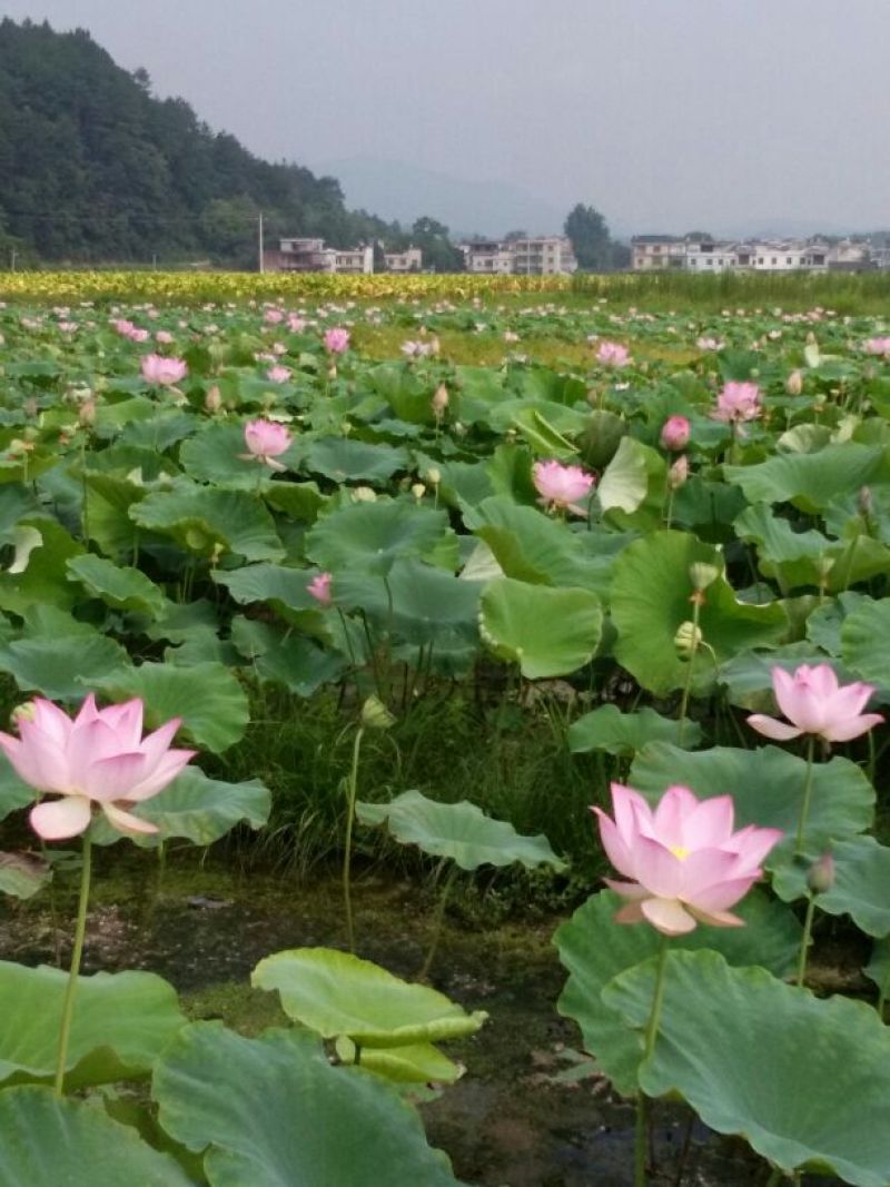 莲蓬~鲜莲子