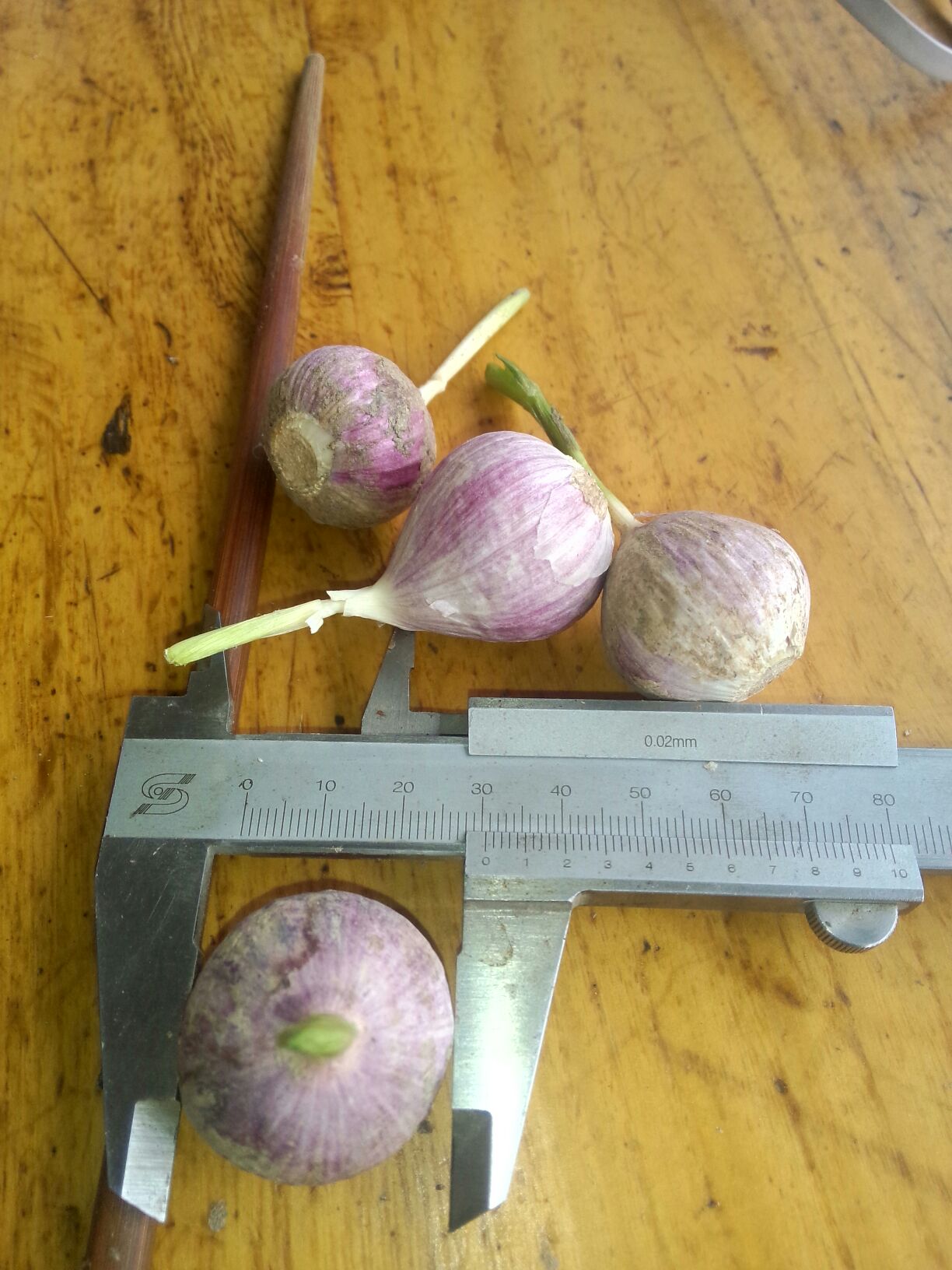 山东济南市商河县独头蒜 混级统货批发_路用曾