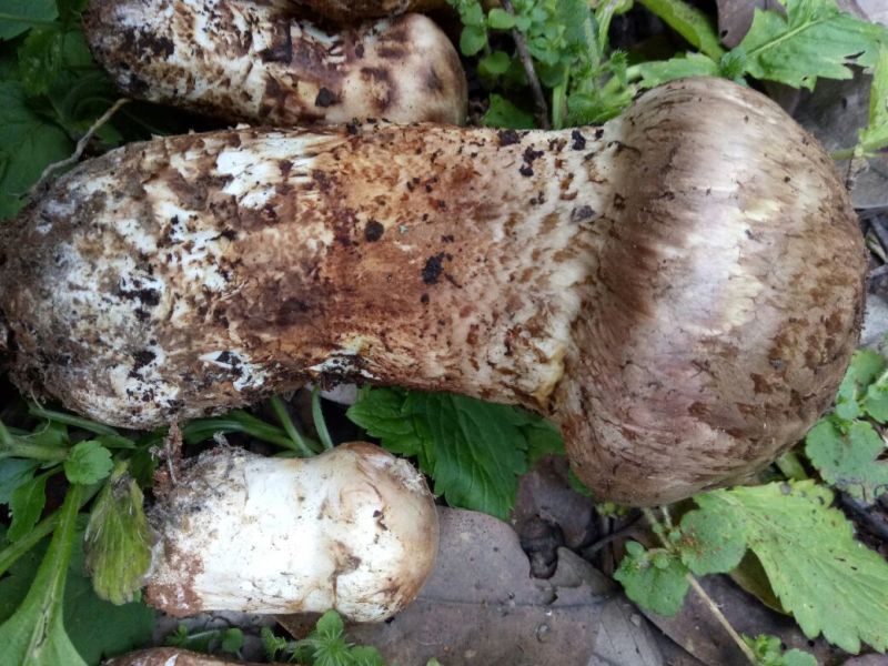 松茸二级5厘米以上