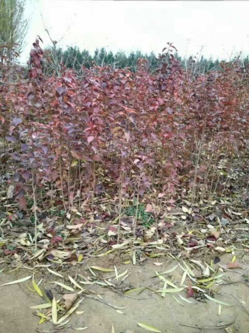 杜梨苗1cm以下30~50cm