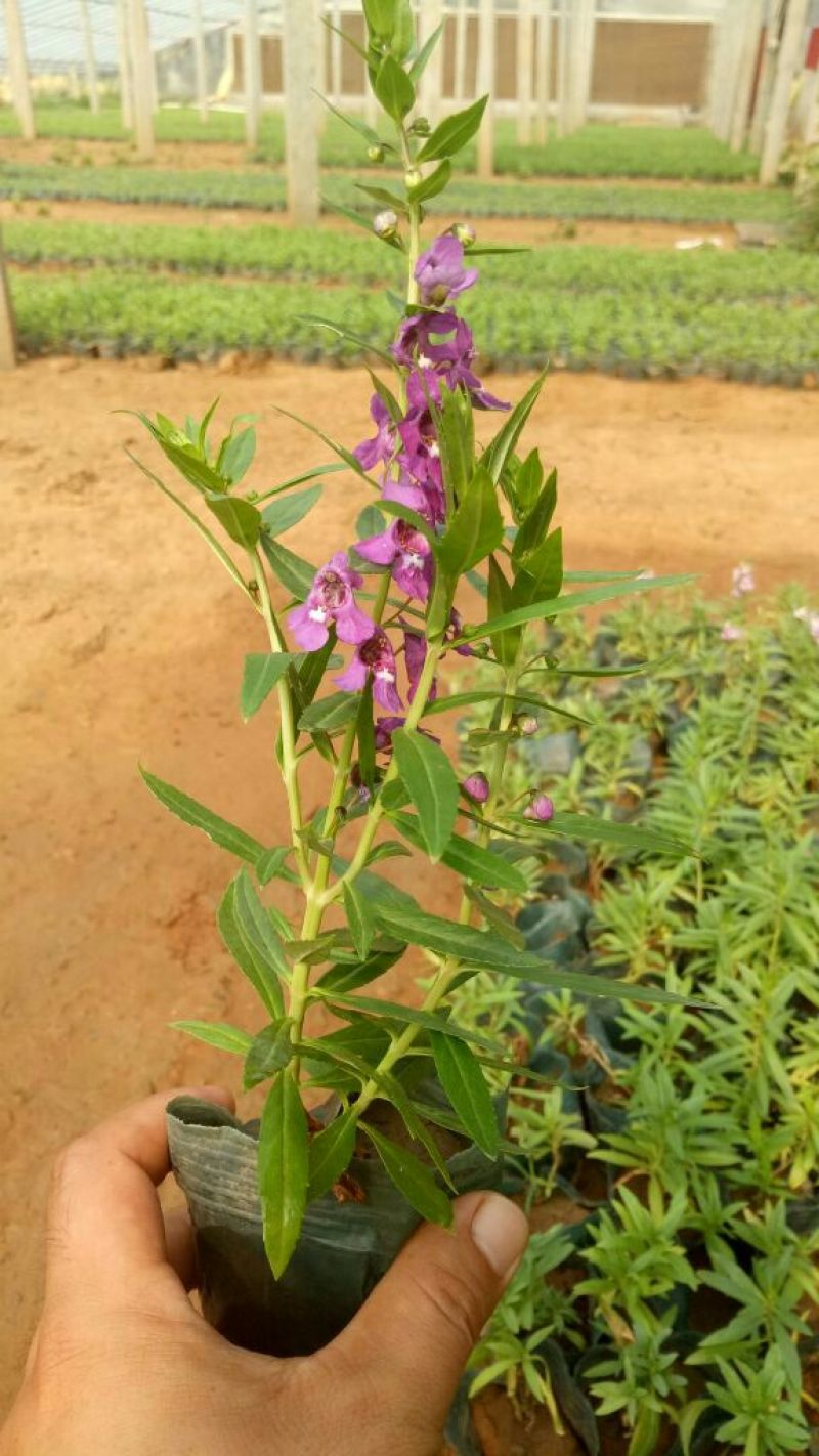 长春花价格长春花供应长春花