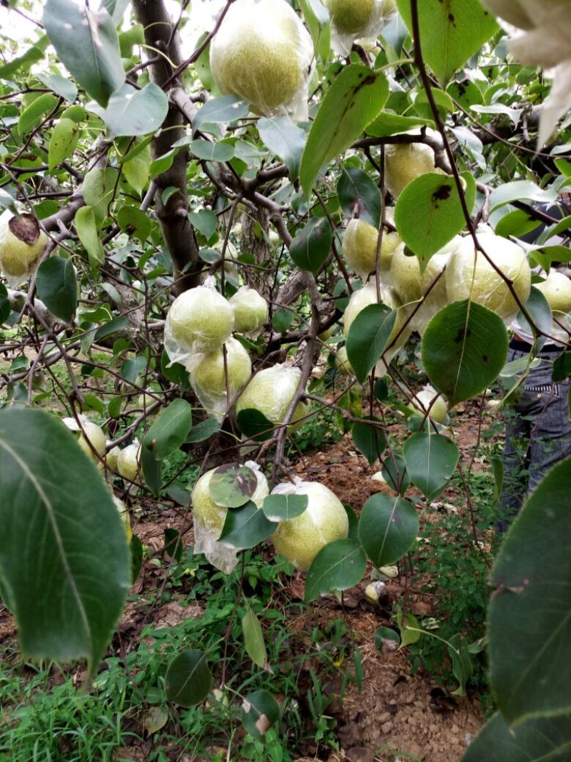 砀山梨500~550g膜袋