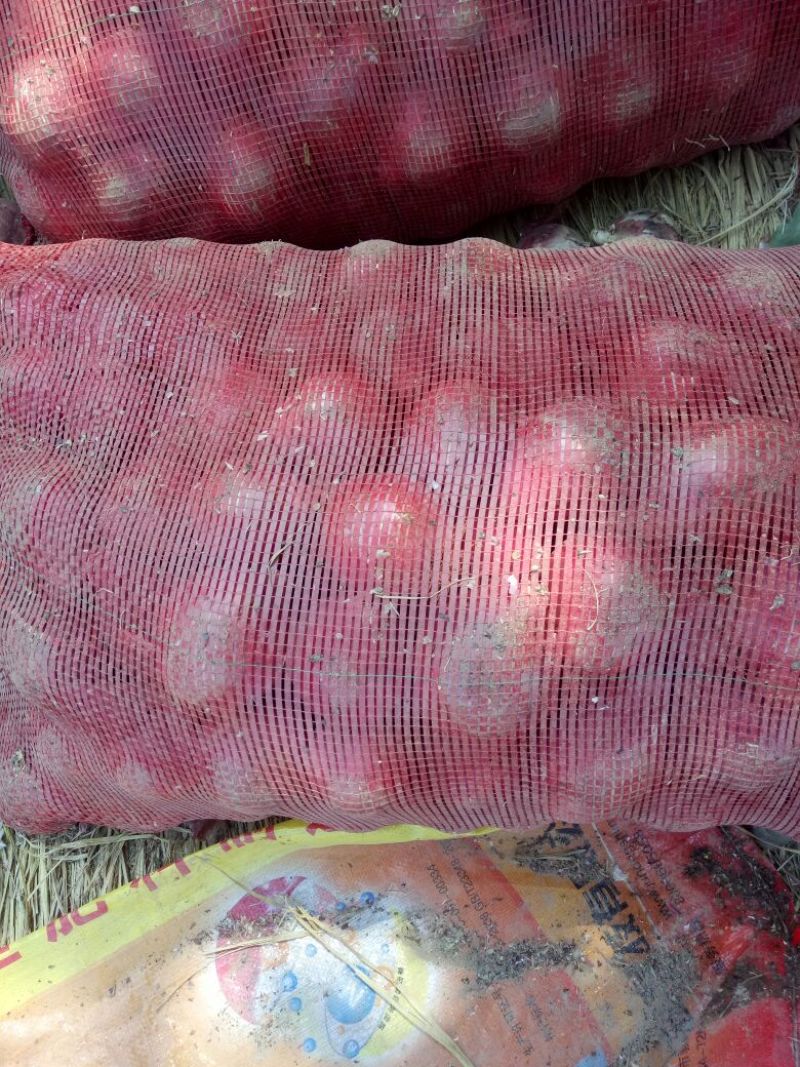 【精品】红皮洋葱大量供应支持视频看货保质保量