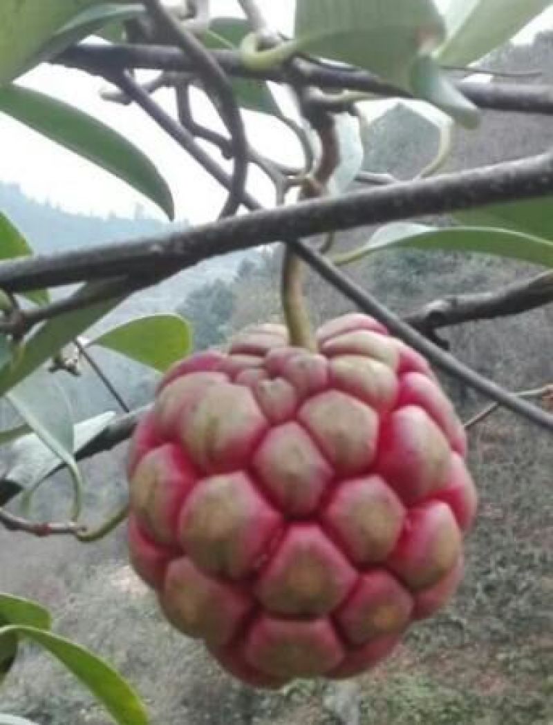 布福娜、黑老虎三年苗，根系发达现挖现发