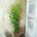 南方红豆杉2cm以下4~6cm0.5~1米