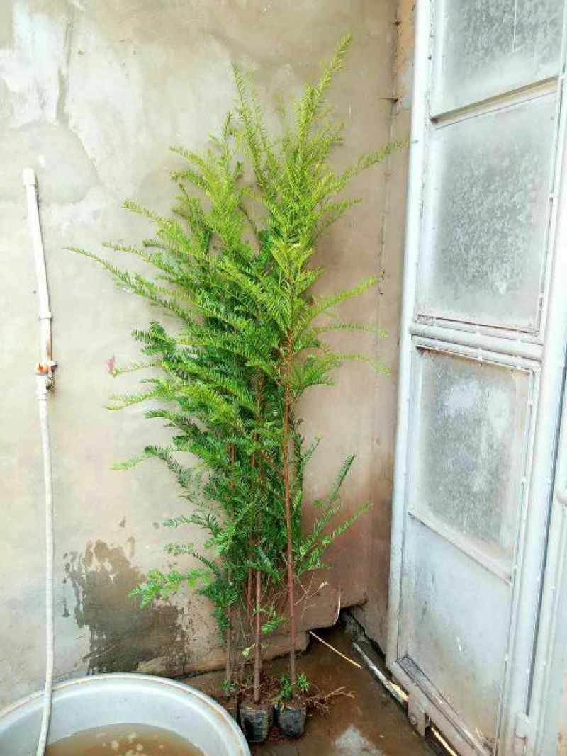 南方红豆杉2cm以下4~6cm0.5~1米