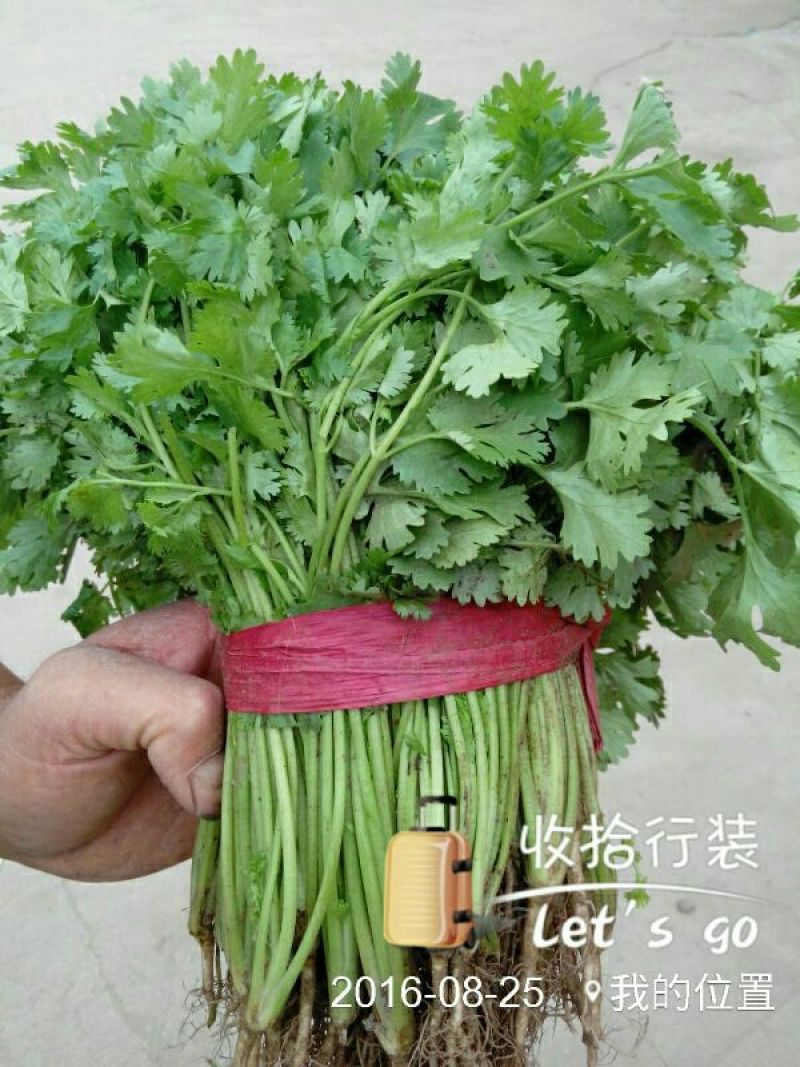 大叶菠菜