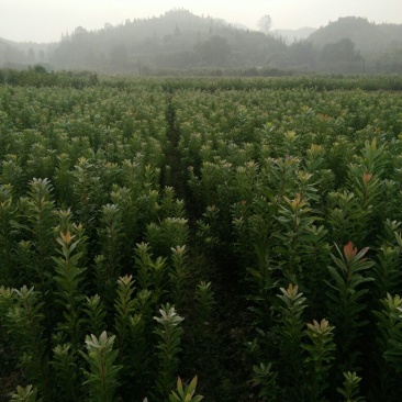 杨梅树30~50cm