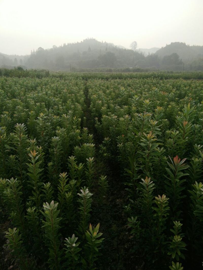 杨梅树30~50cm