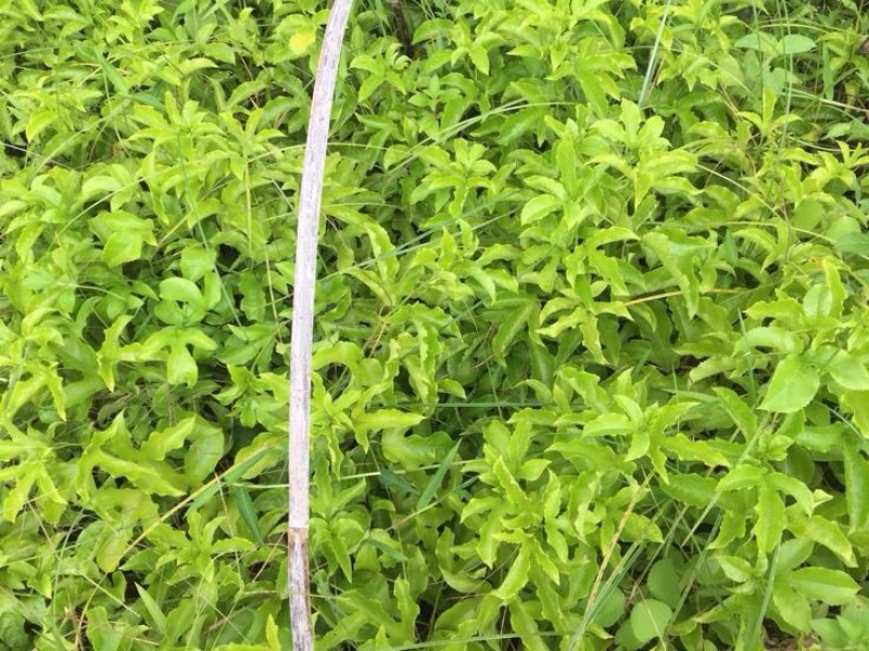 紫香1号百香果苗