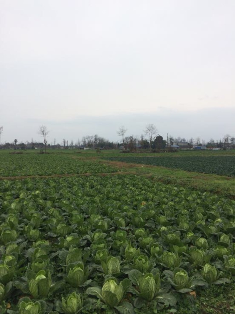 白菜黄心大白菜一级子弹头