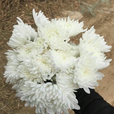 白菊花80~100cm