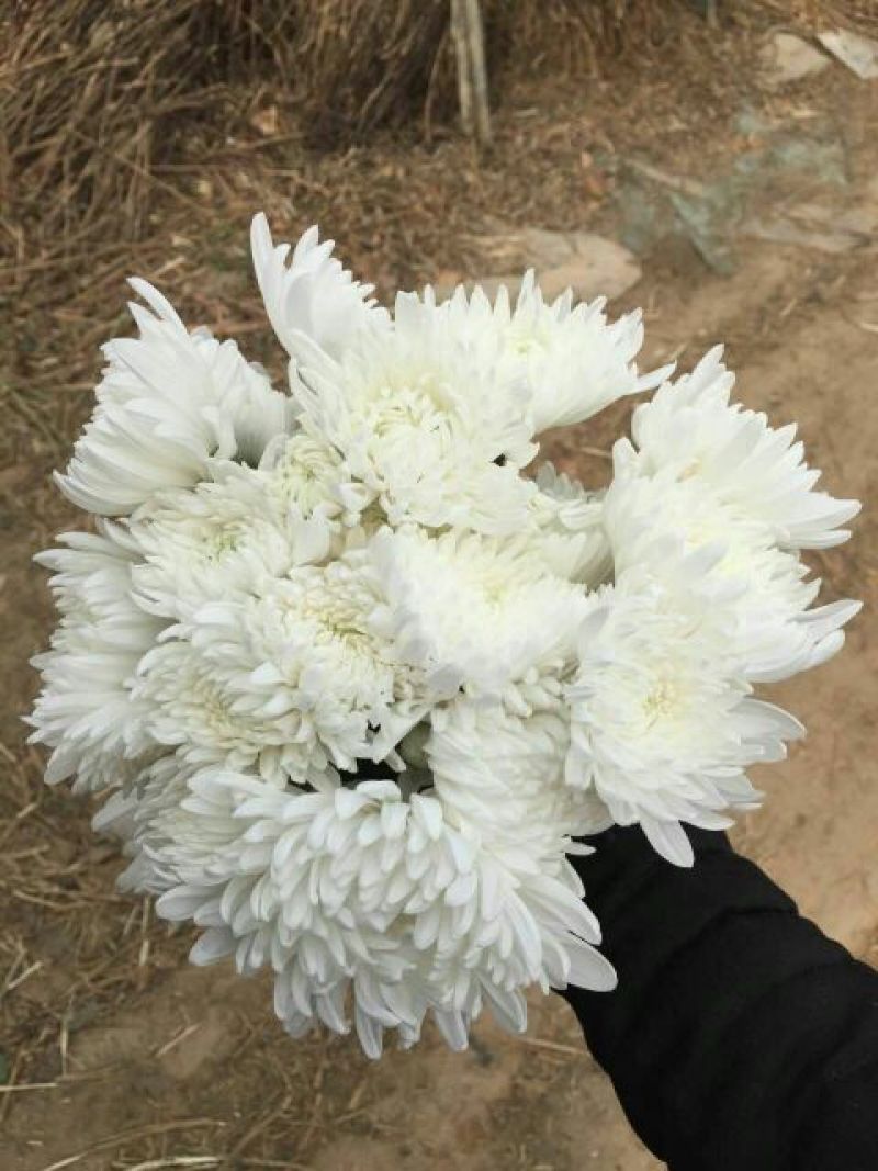 白菊花80~100cm