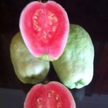 番石榴苗30~50cm
