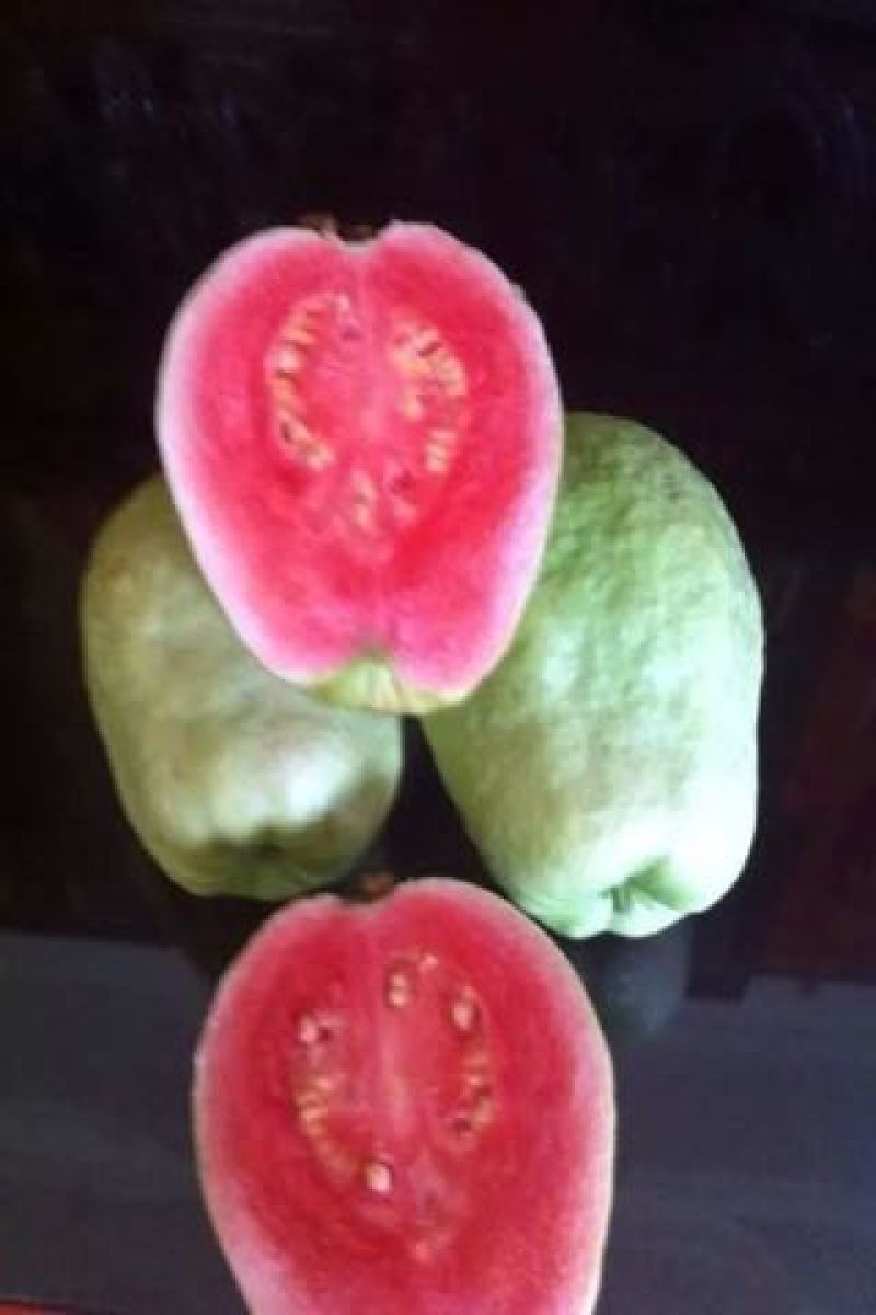番石榴苗30~50cm