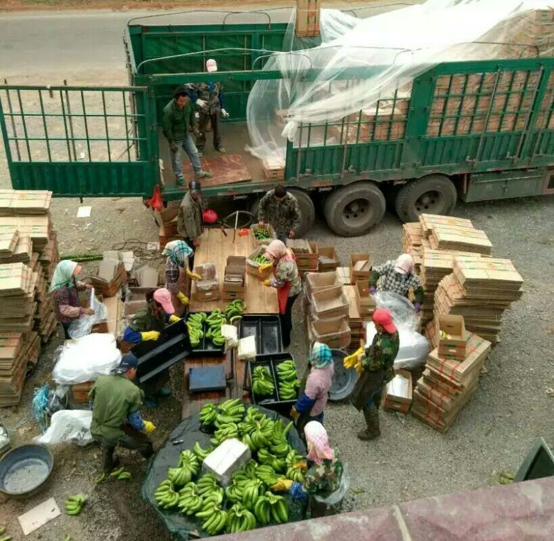 威廉斯香蕉七成熟